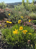 Tetraneuris acaulis, Stemless Four-Nerve Daisy or Angelita Daisy