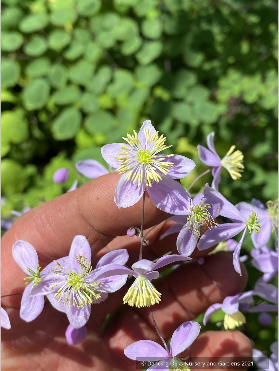 Thalictrum rochebruneanum var grandisepalum, Meadow Rue