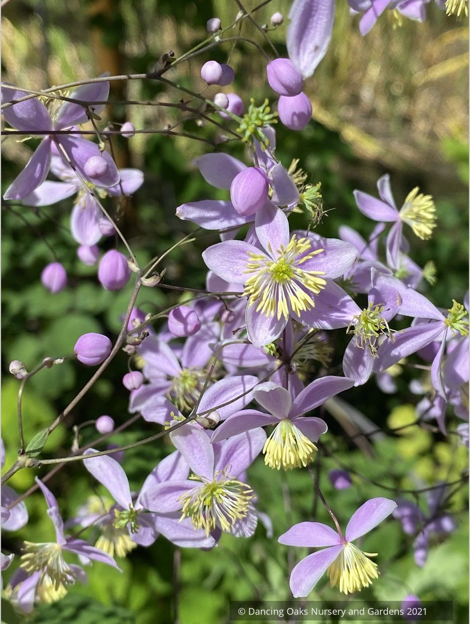 Thalictrum rochebruneanum var grandisepalum, Meadow Rue