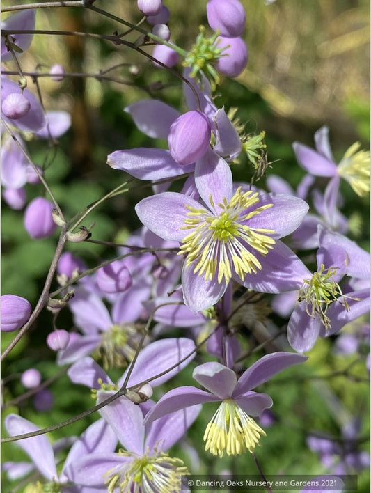 Thalictrum rochebruneanum var grandisepalum, Meadow Rue