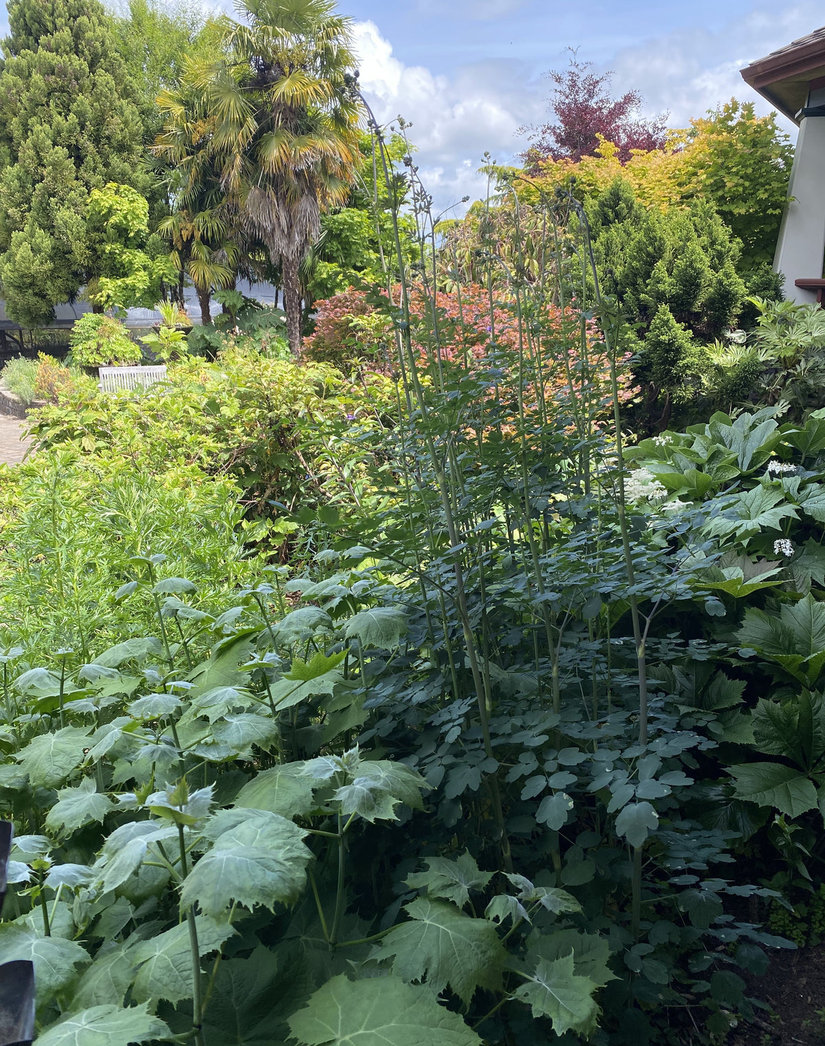 Perennials ~ Thalictrum 'Elin', Meadow Rue ~ Dancing Oaks Nursery and Gardens ~ Retail Nursery ~ Mail Order Nursery