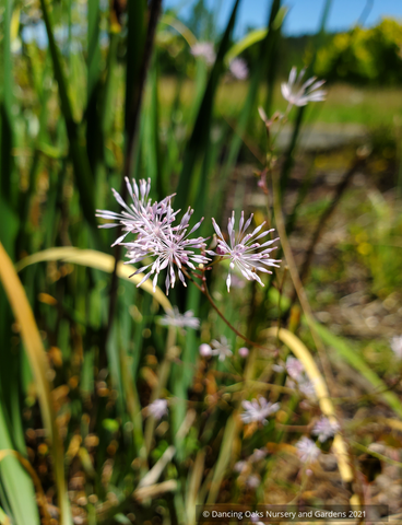 Perennials ~ Thalictrum ichangense, Dwarf Meadow Rue ~ Dancing Oaks Nursery and Gardens ~ Retail Nursery ~ Mail Order Nursery