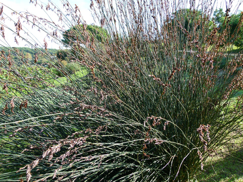 Thamnochortus spicigerus, Large Thatching Reed