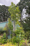 Trees ~ Toona sinensis 'Flamingo', Chinese Mahogany ~ Dancing Oaks Nursery and Gardens ~ Retail Nursery ~ Mail Order Nursery