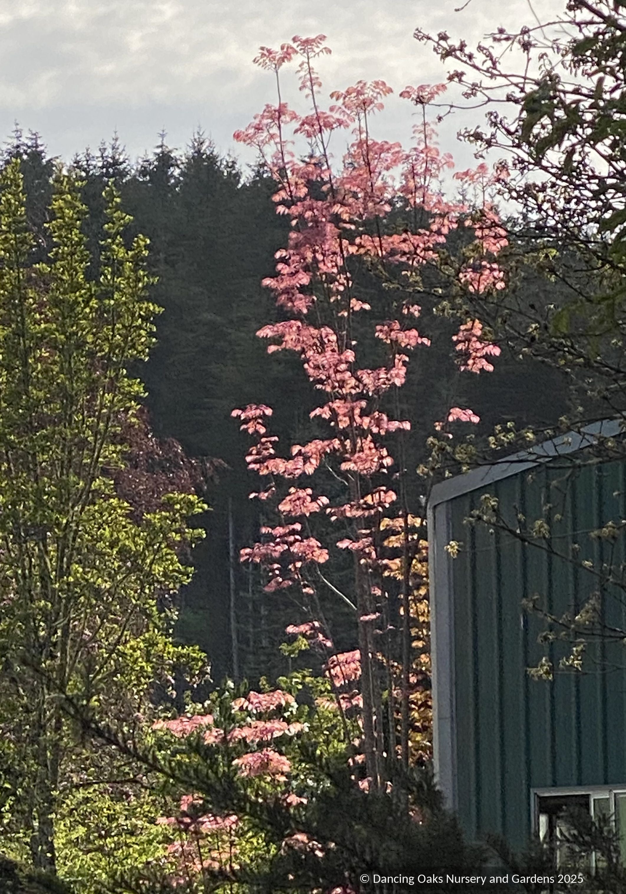 Toona sinensis 'Flamingo', Chinese Mahogany (香椿树切段, 참가
