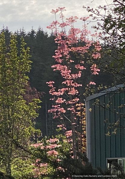 Toona sinensis 'Flamingo', Chinese Mahogany (香椿树切段, 참가죽나무)