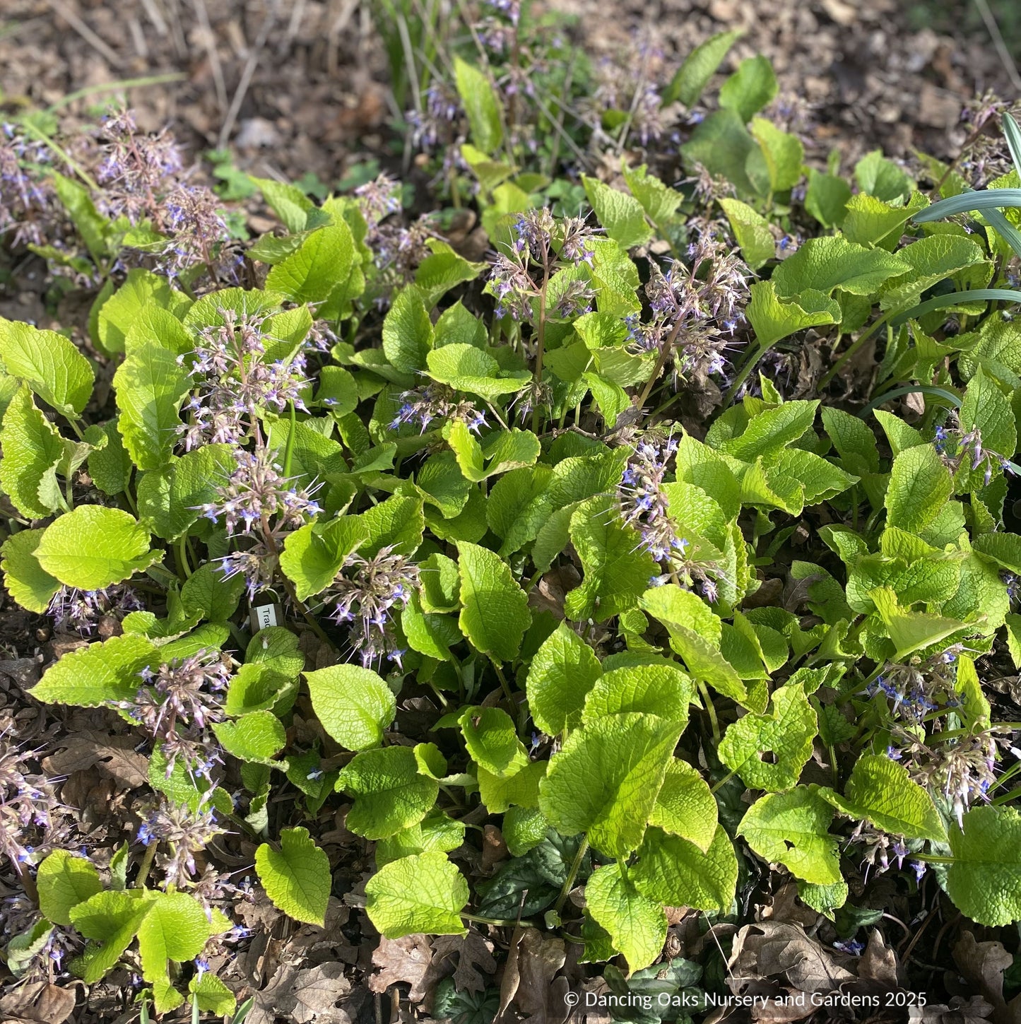 Trachystemon orientalis 'Kiwi Sun', Golden Oriental Borage or Black Sea Comfrey