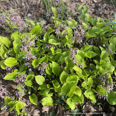 Trachystemon orientalis 'Kiwi Sun', Golden Oriental Borage
