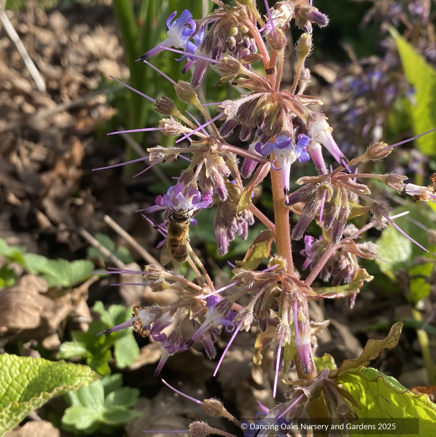 Trachystemon orientalis 'Kiwi Sun', Golden Oriental Borage or Black Sea Comfrey