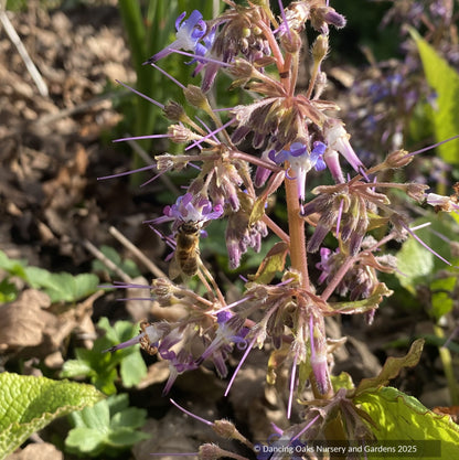 Trachystemon orientalis 'Kiwi Sun', Golden Oriental Borage or Black Sea Comfrey
