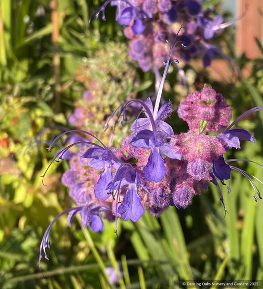 Trichostema lanatum, Woolly Bluecurls