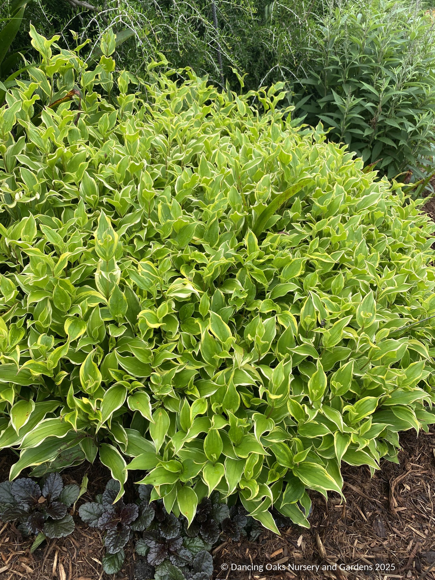 Perennials ~ Tricyrtis formosana 'Autumn Glow', Toad Lily ~ Dancing Oaks Nursery and Gardens ~ Retail Nursery ~ Mail Order Nursery