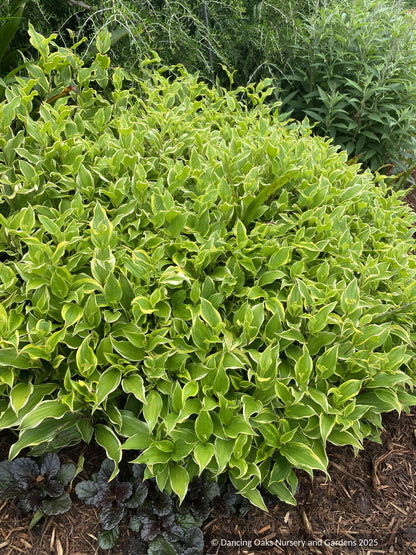 Perennials ~ Tricyrtis formosana 'Autumn Glow', Toad Lily ~ Dancing Oaks Nursery and Gardens ~ Retail Nursery ~ Mail Order Nursery