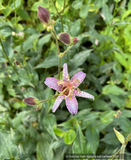 Tricyrtis lasiocarpa, Amethyst Toad Lily