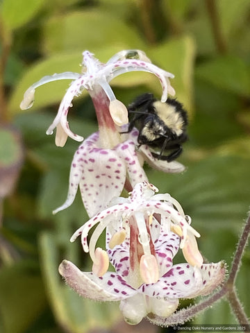 Perennials ~ Tricyrtis macropoda H2MD135, Toad Lily ~ Dancing Oaks Nursery and Gardens ~ Retail Nursery ~ Mail Order Nursery