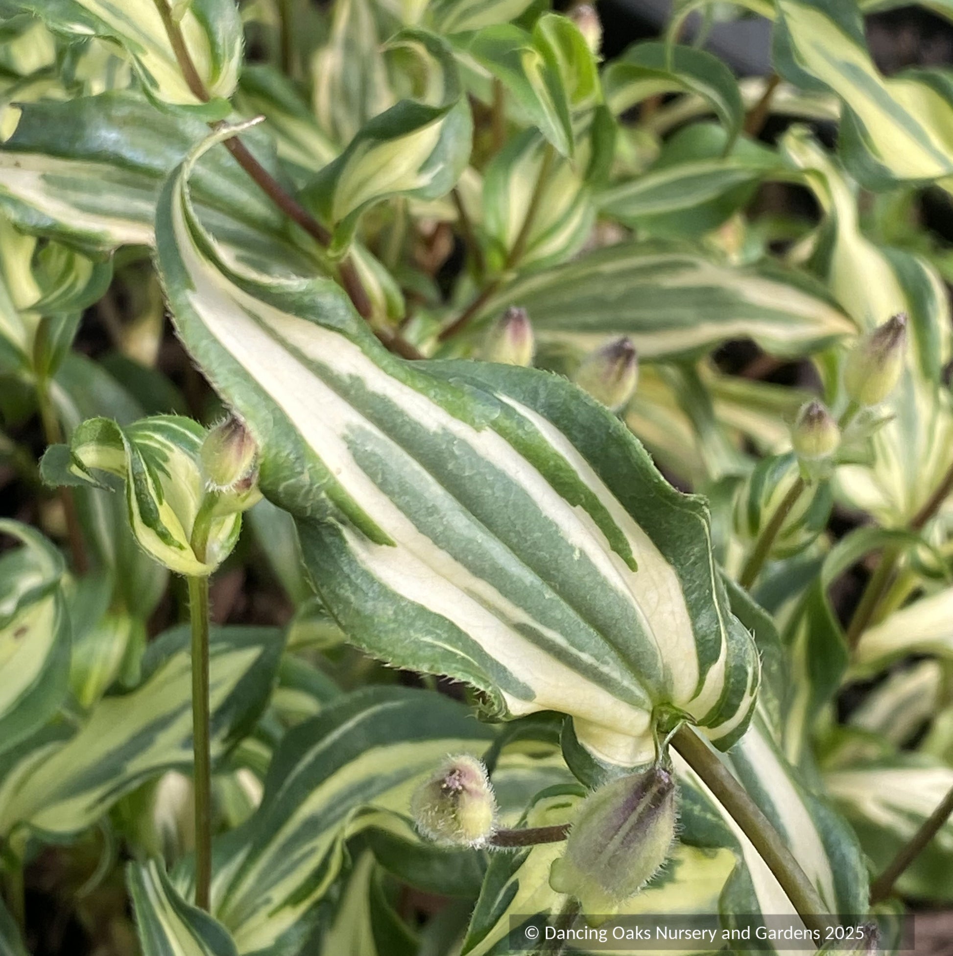 Perennials ~ Tricyrtis formosana x hirta, Hybrid Toad Lily ~ Dancing Oaks Nursery and Gardens ~ Retail Nursery ~ Mail Order Nursery