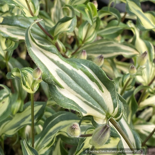 Perennials ~ Tricyrtis formosana x hirta, Hybrid Toad Lily ~ Dancing Oaks Nursery and Gardens ~ Retail Nursery ~ Mail Order Nursery
