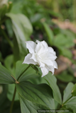 Trillium grandiflorum 'Flore Pleno', Full Bloom Double White Trillium