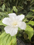 Perennials ~ Trillium grandiflorum 'Flore Pleno', NW Native Trillium ~ Dancing Oaks Nursery and Gardens ~ Retail Nursery ~ Mail Order Nursery