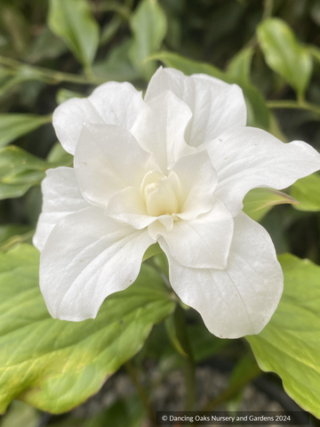 Perennials ~ Trillium grandiflorum 'Flore Pleno', NW Native Trillium ~ Dancing Oaks Nursery and Gardens ~ Retail Nursery ~ Mail Order Nursery