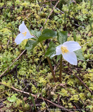 Perennials ~ Trillium ovatum, Wakerobin ~ Dancing Oaks Nursery and Gardens ~ Retail Nursery ~ Mail Order Nursery