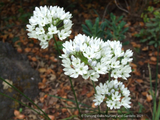 Triteleia hyacinthina, Fool's Onion