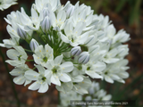 Triteleia hyacinthina, Fool's Onion