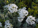 Triteleia hyacinthina, Fool's Onion