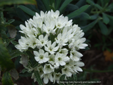 Triteleia hyacinthina, Fool's Onion