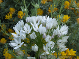 Triteleia hyacinthina, Fool's Onion