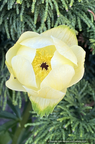 Perennials ~ Trollius x cultorum 'Cheddar', Globeflower ~ Dancing Oaks Nursery and Gardens ~ Retail Nursery ~ Mail Order Nursery