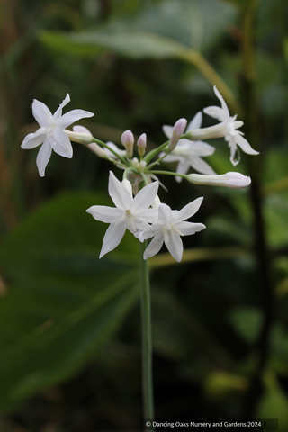 Bulbs & Tubers ~ Tulbaghia violacea 'Snow Flurry', Society Garlic ~ Dancing Oaks Nursery and Gardens ~ Retail Nursery ~ Mail Order Nursery