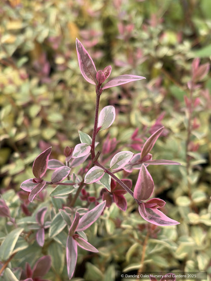 Ugni molinae 'Flambeau', Variegated Chilean Guava
