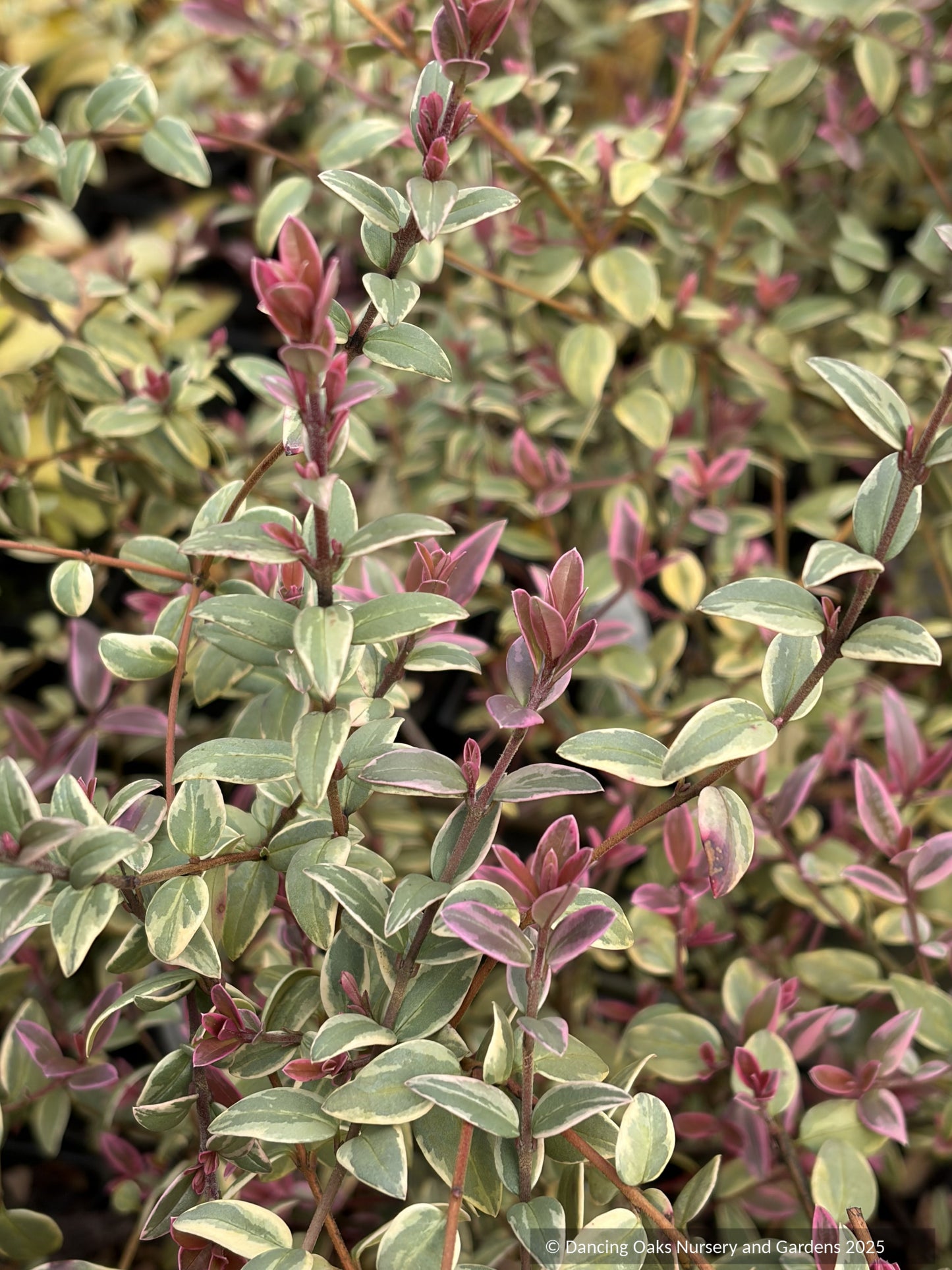 Ugni molinae 'Flambeau', Variegated Chilean Guava