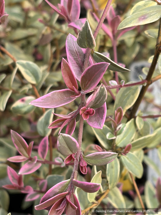 Ugni molinae 'Flambeau', Variegated Chilean Guava