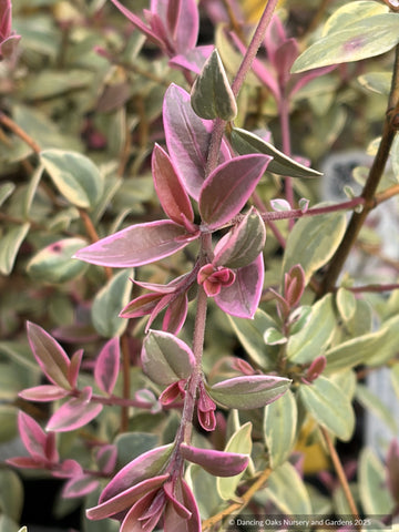 Ugni molinae 'Flambeau', Variegated Chilean Guava
