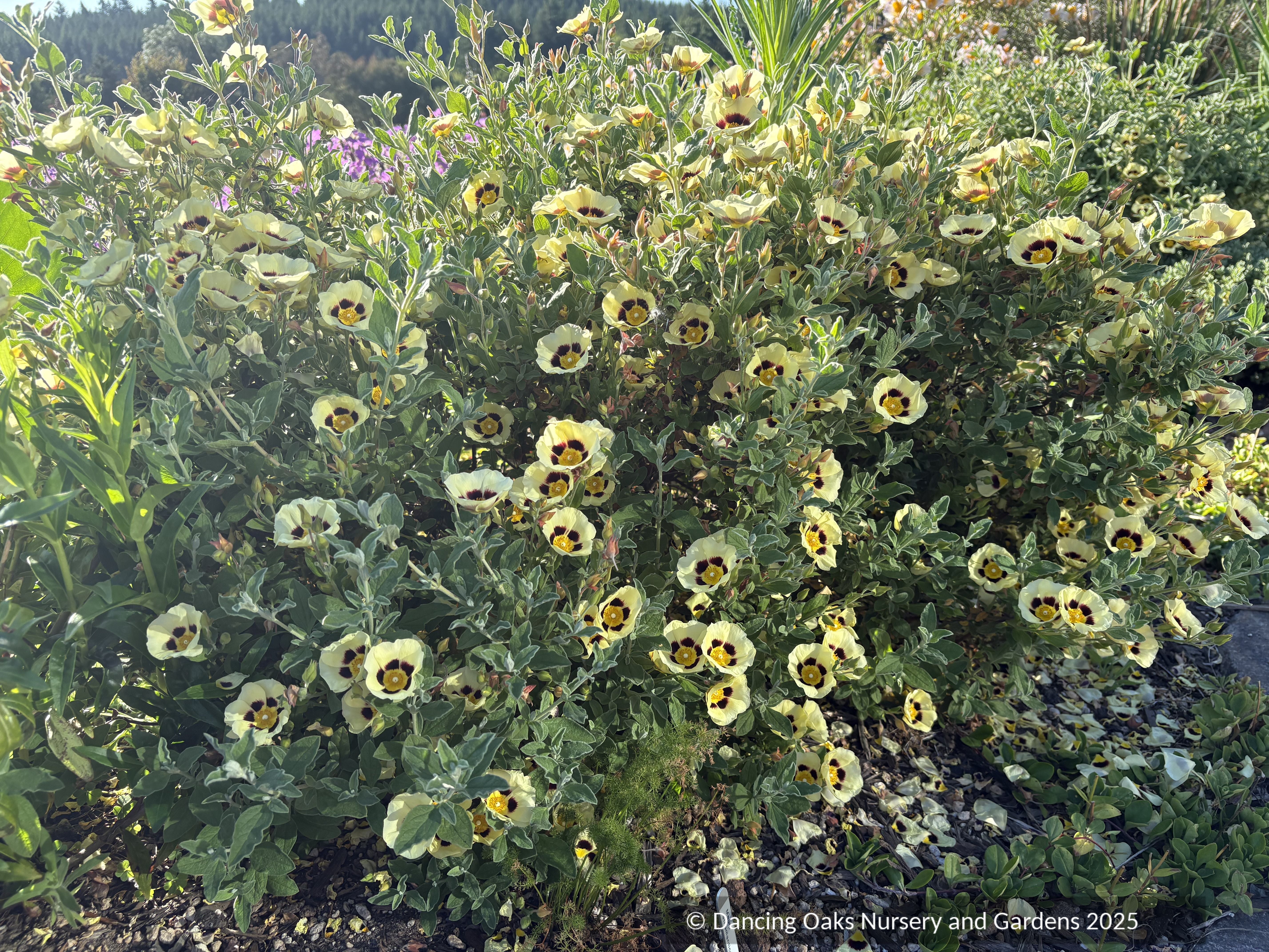 標本 Uruguay Thronistes rouxi 31mm x Halimiocistus wintonensis 'Merrist Wood Cream', Rock Rose