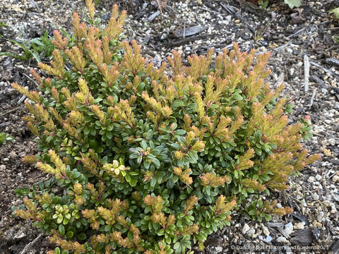 Shrubs ~ Vaccinium moupinense, Himalayan Blueberry ~ Dancing Oaks Nursery and Gardens ~ Retail Nursery ~ Mail Order Nursery