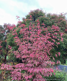 Trees ~ Cornus Variegated Stellar Pink™ 'KV10-105v1' PPAF, Variegated Stellar Pink Dogwood ~ Dancing Oaks Nursery and Gardens ~ Retail Nursery ~ Mail Order Nursery