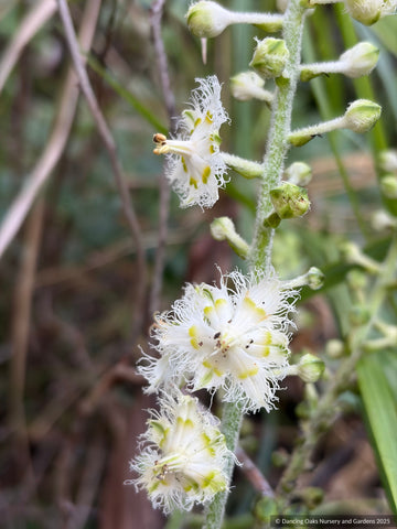 Perennials ~ Veratrum fimbriatum ~ Dancing Oaks Nursery and Gardens ~ Retail Nursery ~ Mail Order Nursery