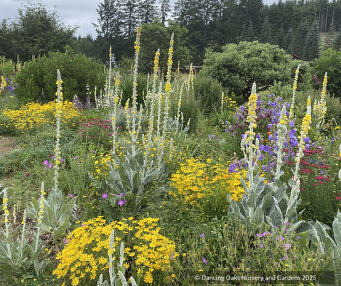 Biennials ~ Verbascum bombyciferum 'Polarsommer', Turkish Mullein ~ Dancing Oaks Nursery and Gardens ~ Retail Nursery ~ Mail Order Nursery