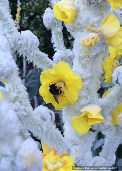 Biennials ~ Verbascum bombyciferum 'Polarsommer', Turkish Mullein ~ Dancing Oaks Nursery and Gardens ~ Retail Nursery ~ Mail Order Nursery