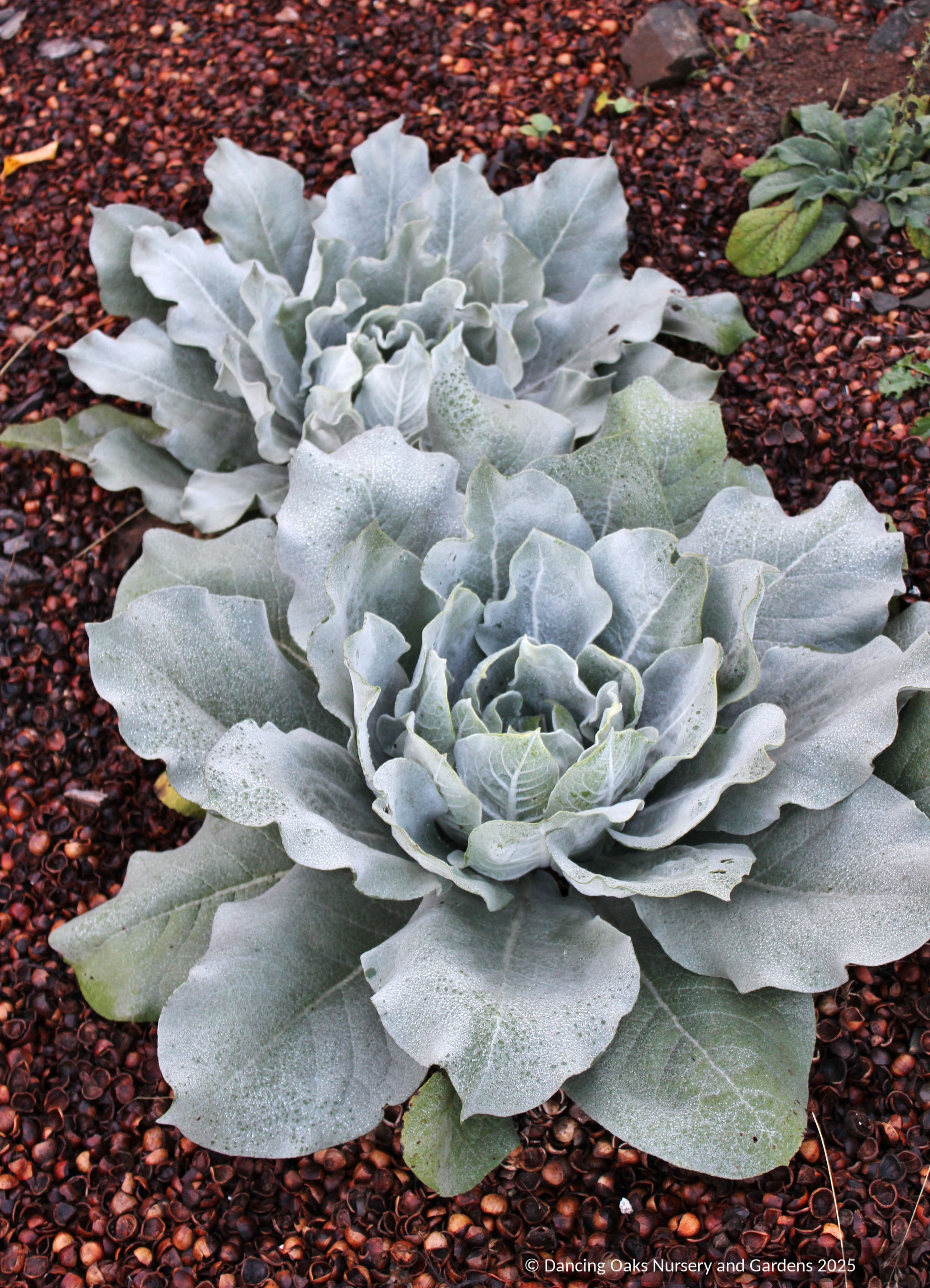 Biennials ~ Verbascum bombyciferum 'Polarsommer', Turkish Mullein ~ Dancing Oaks Nursery and Gardens ~ Retail Nursery ~ Mail Order Nursery