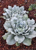 Biennials ~ Verbascum bombyciferum 'Polarsommer', Turkish Mullein ~ Dancing Oaks Nursery and Gardens ~ Retail Nursery ~ Mail Order Nursery