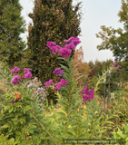 Vernonia missurica, Ironweed