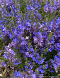 Perennials ~ Veronica prostrata, Creeping Speedwell ~ Dancing Oaks Nursery and Gardens ~ Retail Nursery ~ Mail Order Nursery