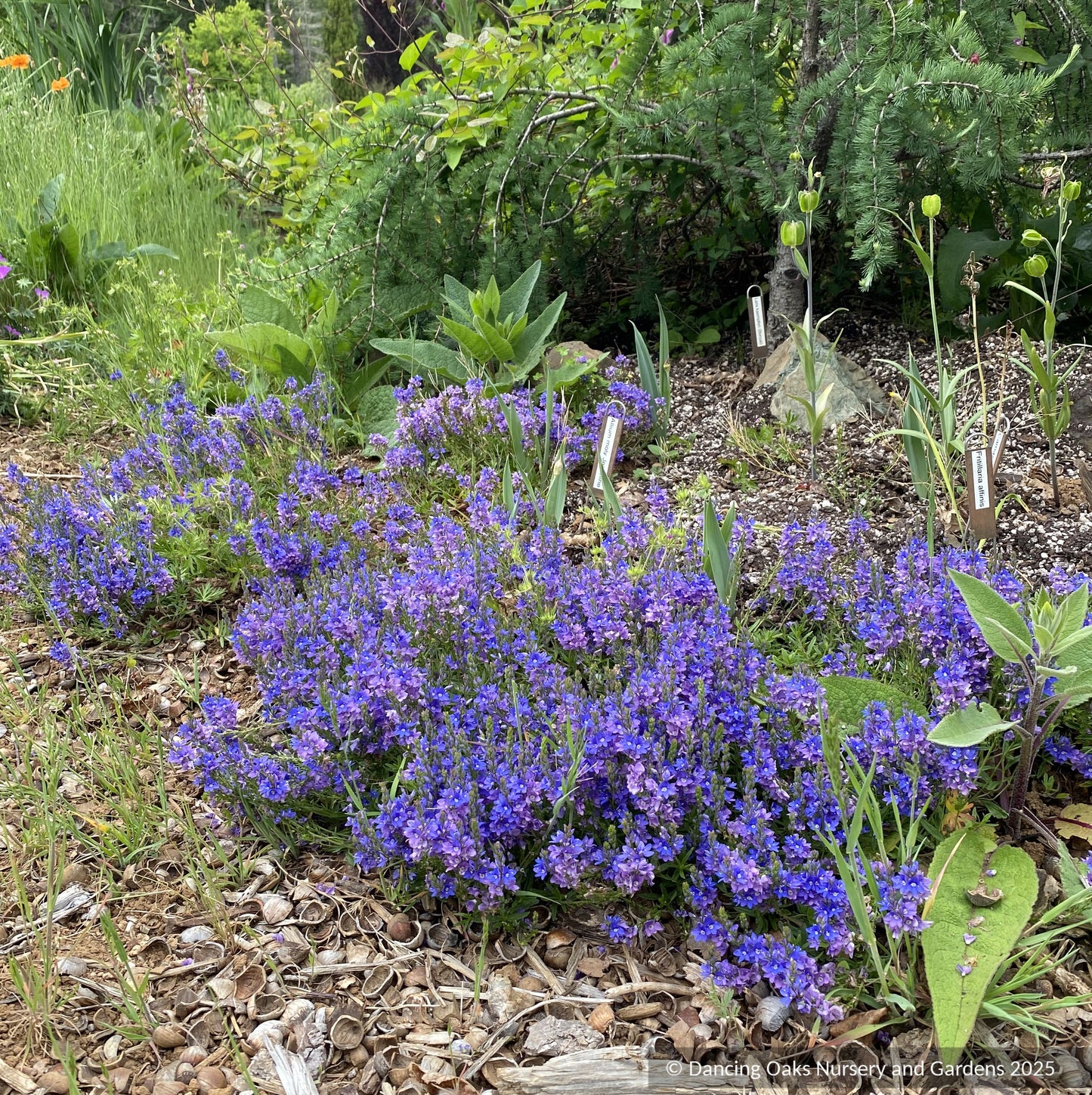 Perennials ~ Veronica prostrata, Creeping Speedwell ~ Dancing Oaks Nursery and Gardens ~ Retail Nursery ~ Mail Order Nursery