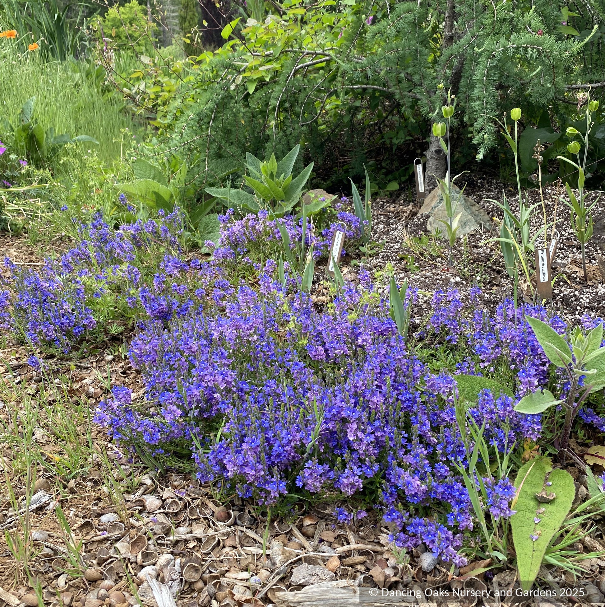 Perennials ~ Veronica prostrata, Creeping Speedwell ~ Dancing Oaks Nursery and Gardens ~ Retail Nursery ~ Mail Order Nursery