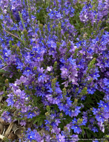 Perennials ~ Veronica prostrata, Creeping Speedwell ~ Dancing Oaks Nursery and Gardens ~ Retail Nursery ~ Mail Order Nursery