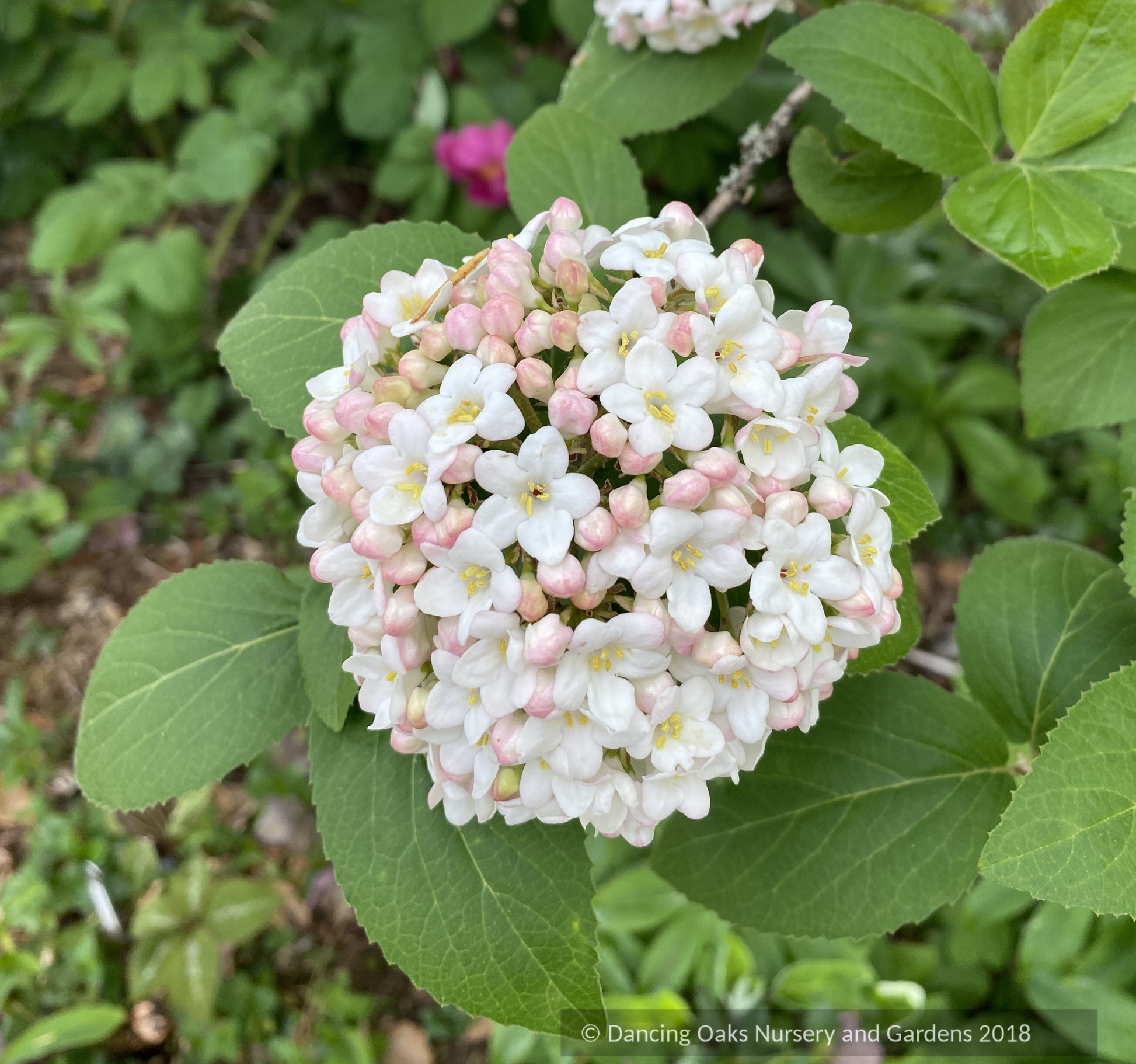 Shrubs ~ Viburnum carlesii, Korean Spice Viburnum ~ Dancing Oaks Nursery and Gardens ~ Retail Nursery ~ Mail Order Nursery